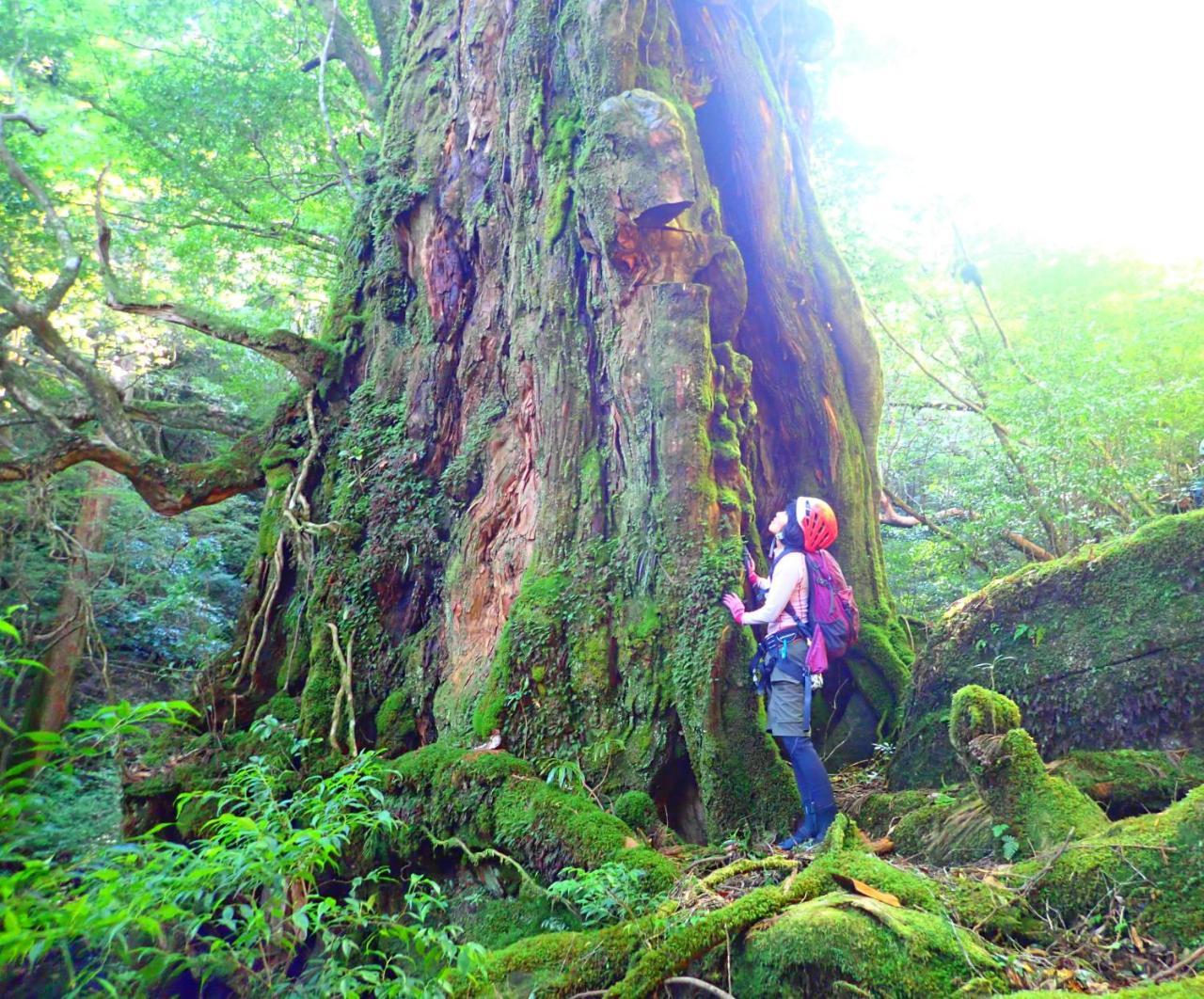 Yakushima Cottage Morino Fairy All Cotage With Open-Air Bath ภายนอก รูปภาพ